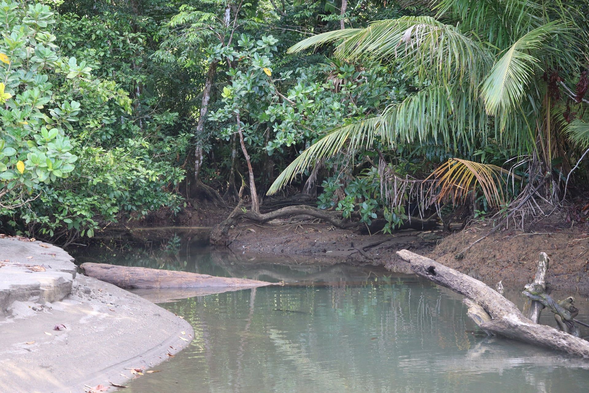 Selva y quebrada en Nuquí, Chocó