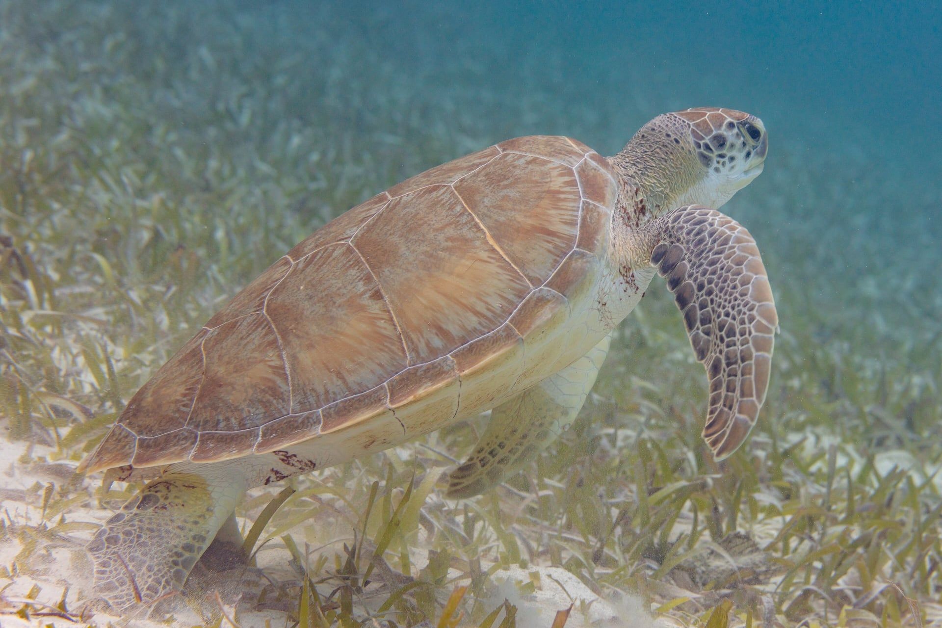 Tortuga verde nadando sobre una pradera de pastos marinos