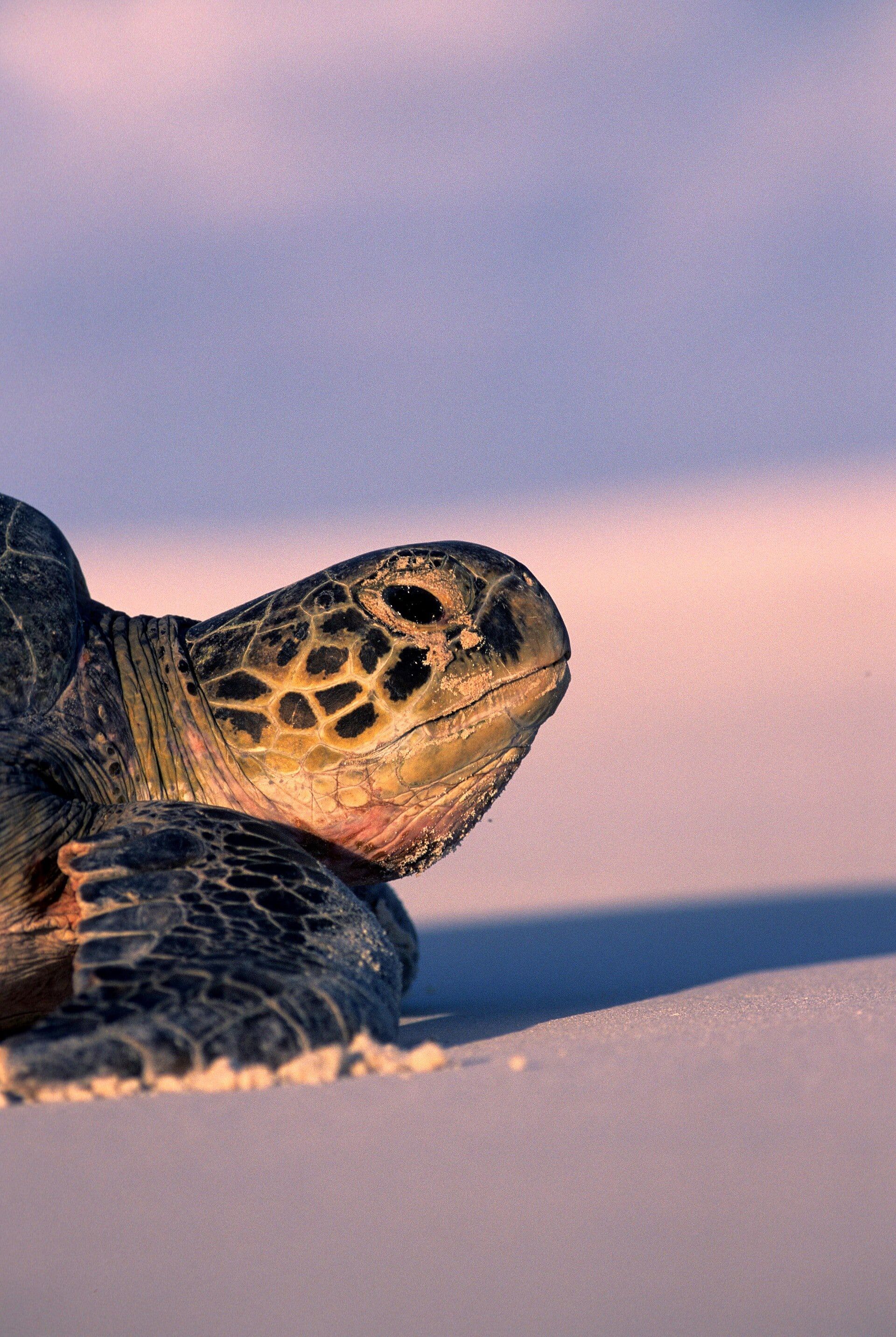 Primer plano de una tortuga verde, un ser milenario