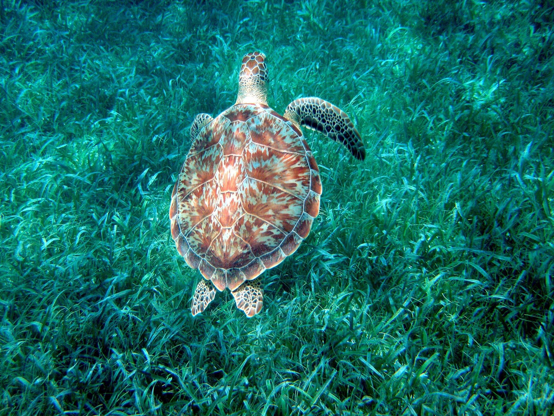 Tortuga verde sobre una pradera de pastos marinos