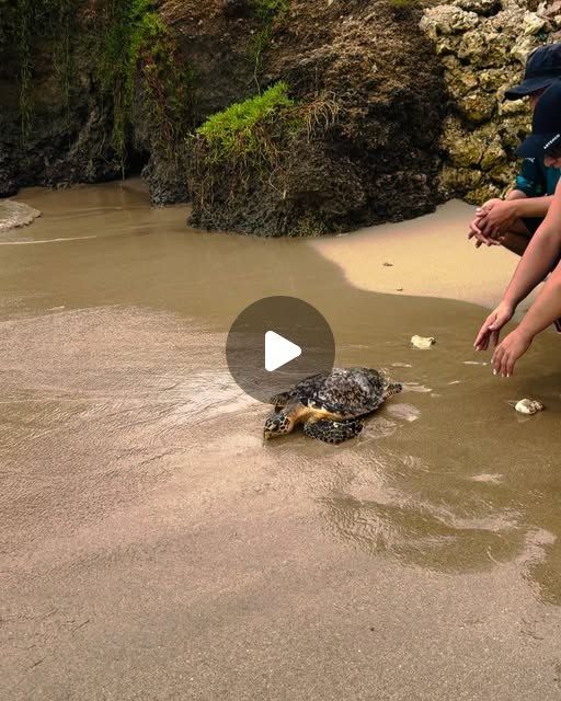 Pescadores de Isla Fuerte liberando una tortuga del programa Nidos de Vida