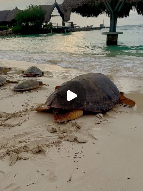 Liberación de 26 tortugas en San Bernardo, junio de 2025