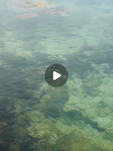 Nueve tortugas de regreso a casa en San Bernardo, septiembre de 2026