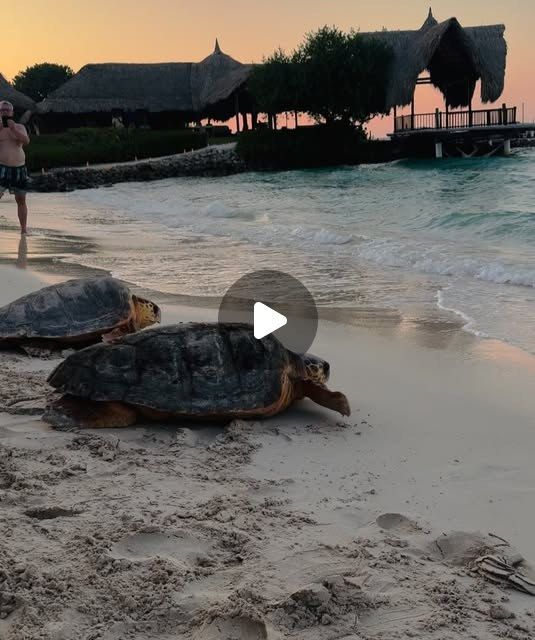 Resumen del año 2024 en San Bernardo, 172 tortugas de regreso a casa