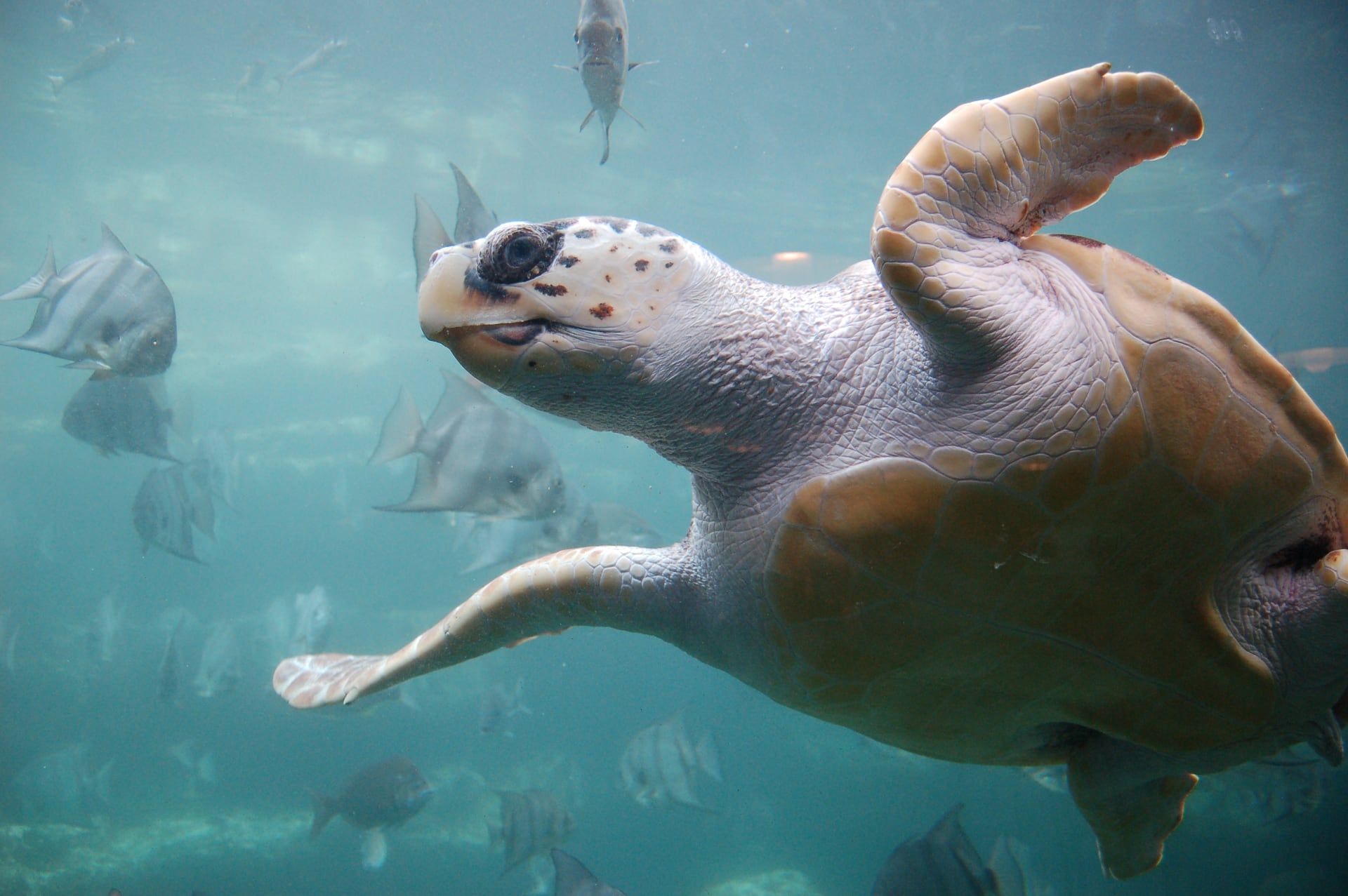 Tortuga cabezona nadando
