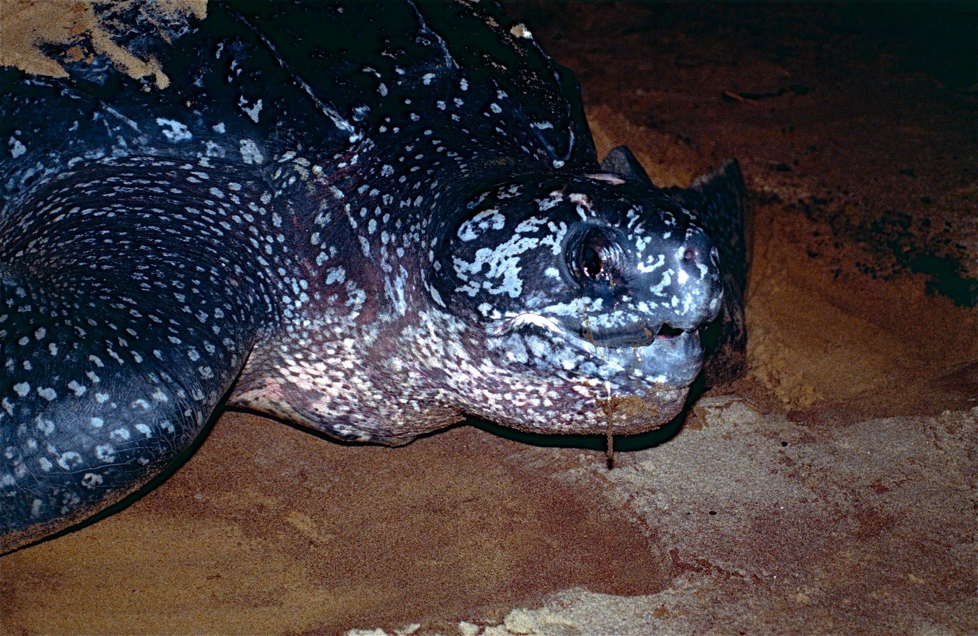 Tortuga caná en la playa durante la anidación