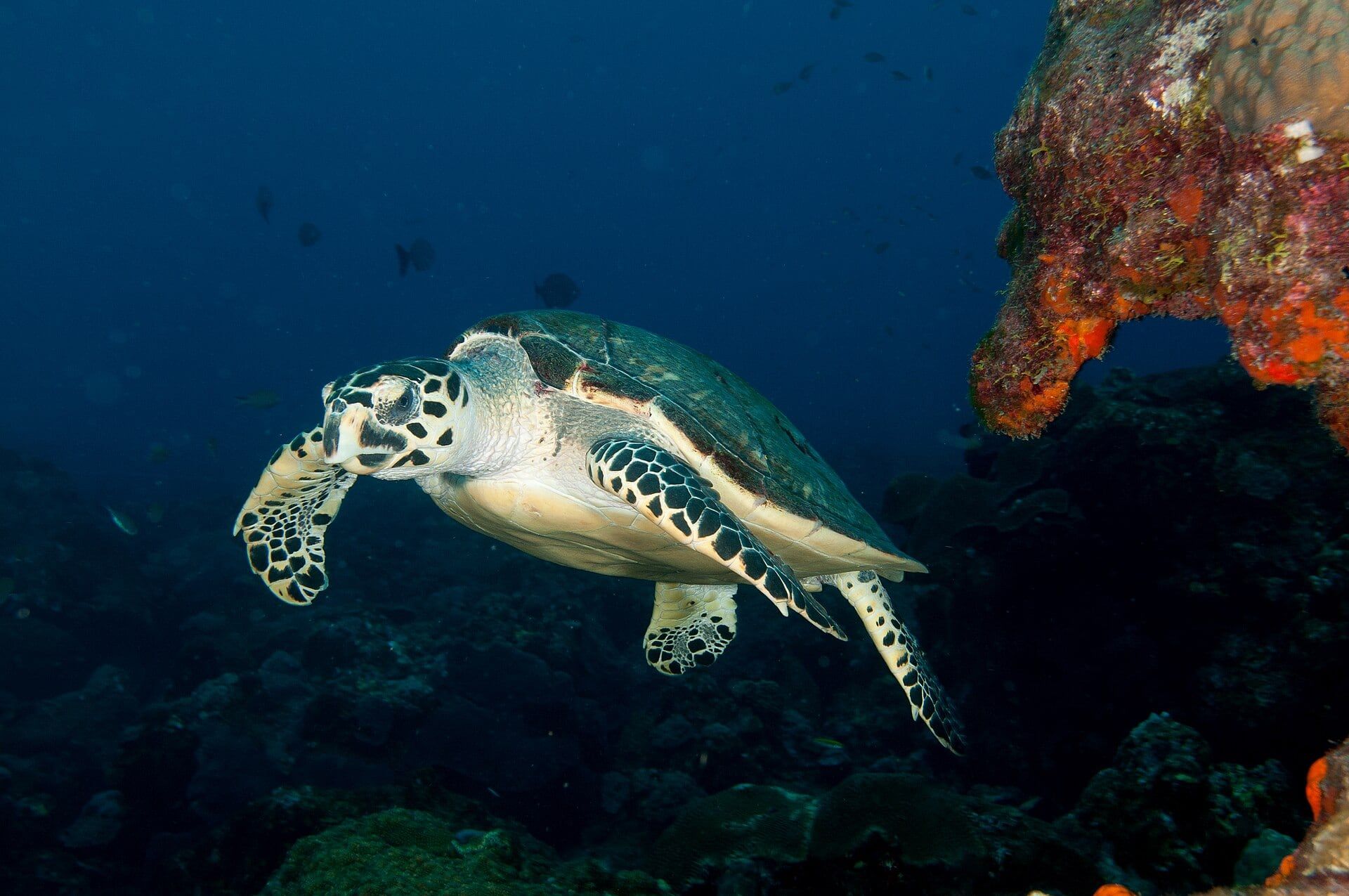 Tortuga carey nadando junto a un arrecife