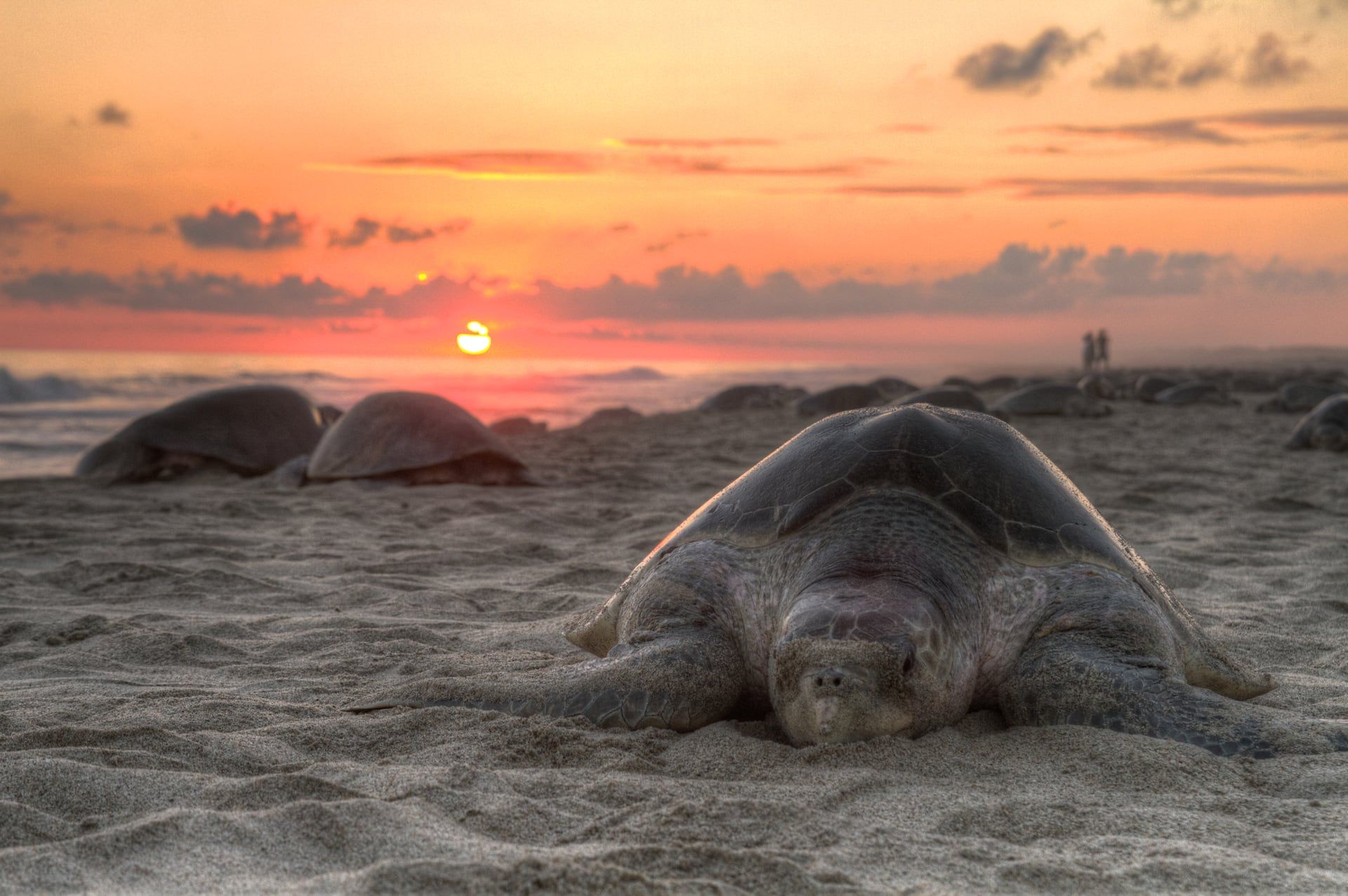 Tortugas golfinas en la playa al atardecer