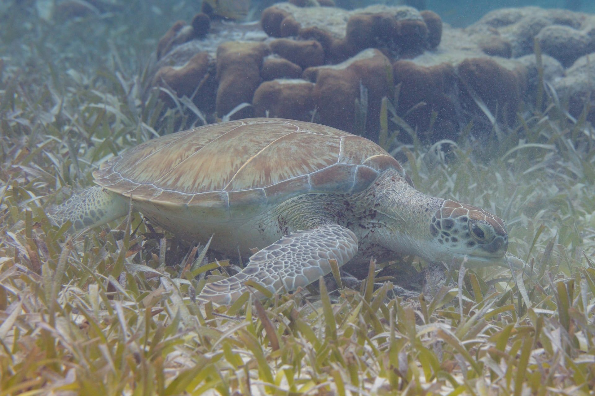 Tortuga verde alimentándose en una pradera de pastos marinos