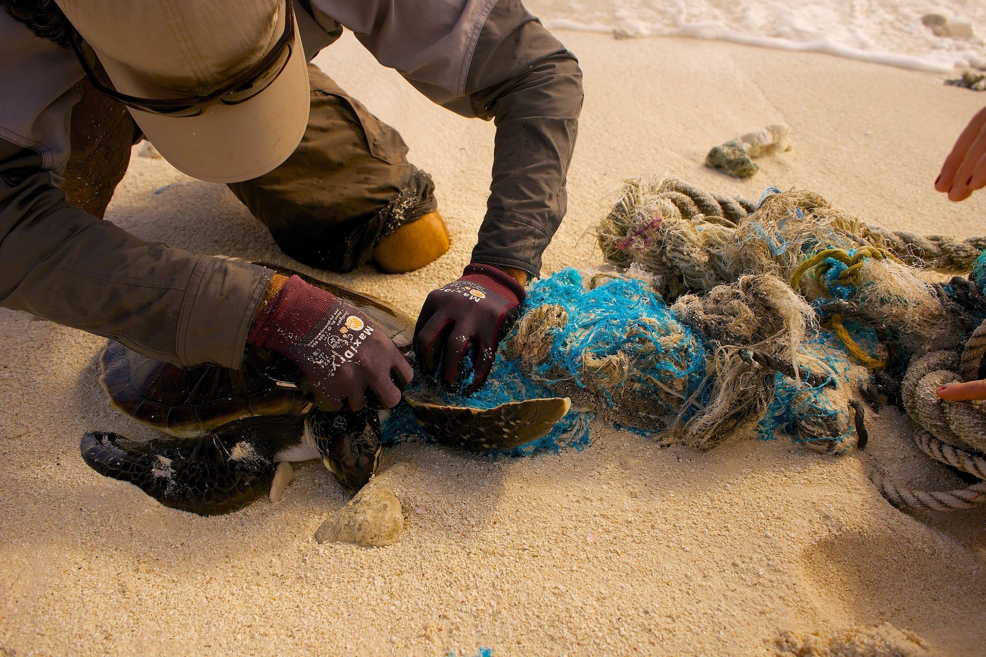 Una tortuga carey liberada de redes y basura marina